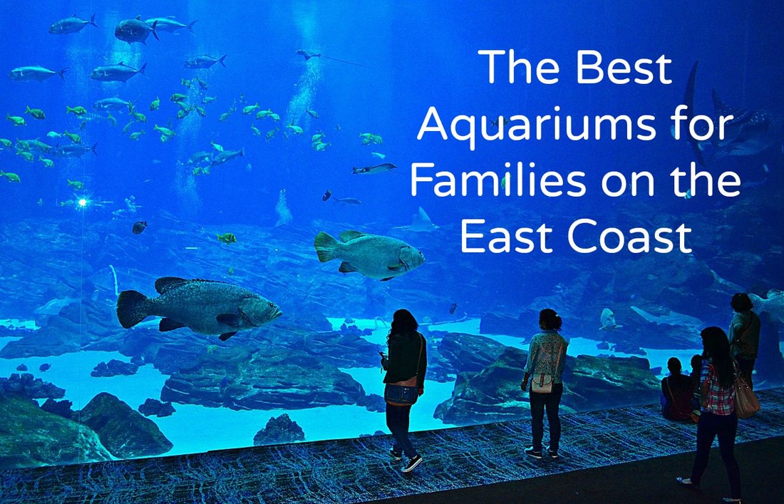 Do Any Aquariums Have Whales?. Aquariums are popular attractions for…, by  Richmond Loh